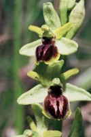 Ophrys araneola