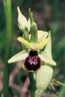 Ophrys araneola