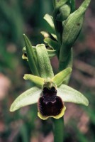 Ophrys araneola