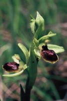 Ophrys araneola