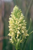 Dactylorhiza incarnata subsp. ochroleuca