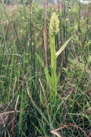 Dactylorhiza incarnata subsp. ochroleuca