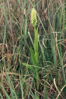 Dactylorhiza incarnata subsp. ochroleuca