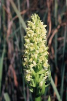 Dactylorhiza incarnata subsp. ochroleuca