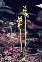 Corallorhiza trifida
