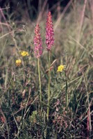 Gymnadenia odoratissima