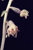 Epipactis microphylla