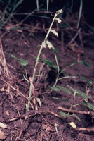 Epipactis microphylla