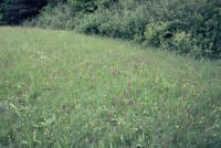 Dactylorhiza majalis