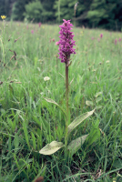 Dactylorhiza majalis