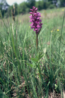 Dactylorhiza majalis