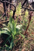 Orchis pallens