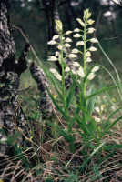 Cephalanthera longifolia