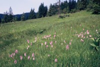 Dactylorhiza fuchsii