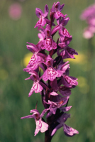 Dactylorhiza fuchsii