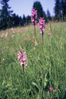 Dactylorhiza fuchsii