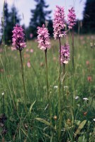 Dactylorhiza fuchsii