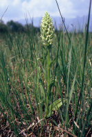 Dactylorhiza incarnata subsp. ochroleuca