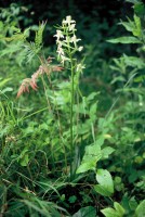 Platanthera chlorantha