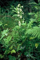 Platanthera chlorantha