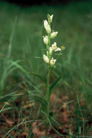 Cephalanthera damasonium