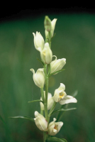 Cephalanthera damasonium