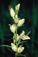 Cephalanthera damasonium