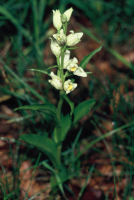 Cephalanthera damasonium