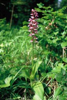 Orchis purpurea