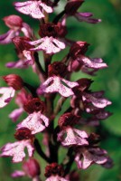 Orchis purpurea