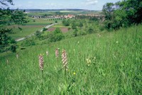 Orchis purpurea