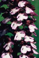 Orchis purpurea