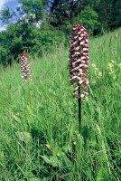 Orchis purpurea