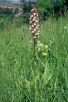 Orchis purpurea