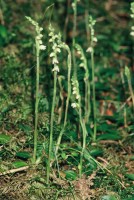 Goodyera repens