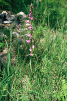 Cephalanthera rubra