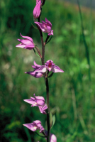 Cephalanthera rubra