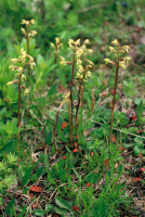 Corallorhiza trifida