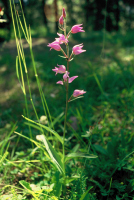 Cephalanthera rubra