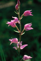 Cephalanthera rubra