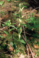 Cephalanthera damasonium