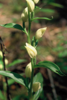 Cephalanthera damasonium