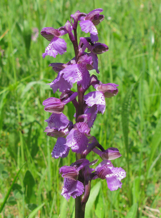 Anacamptis morio Anacamptis morio