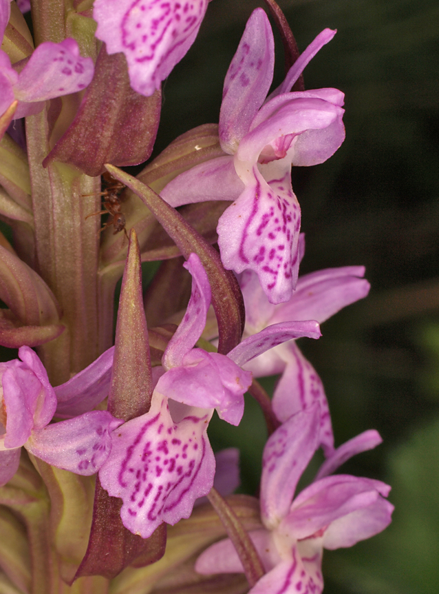 Dactylorhiza incarnata