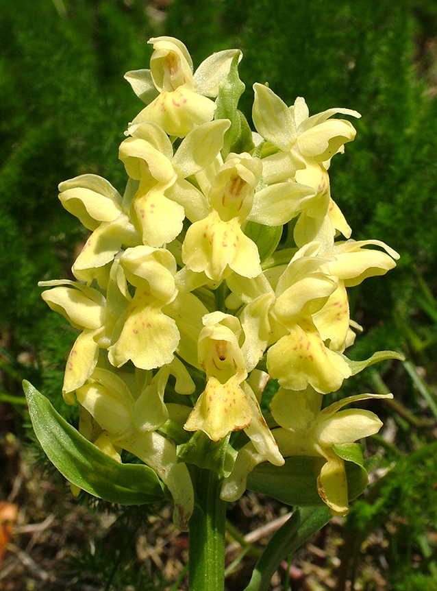 Dactylorhiza sambucina