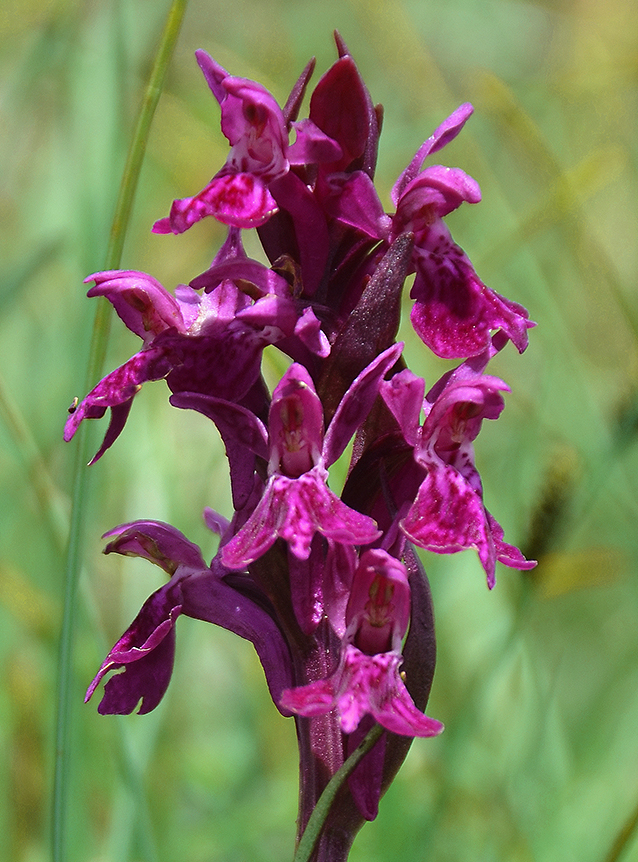 Dactylorhiza traunsteineri
