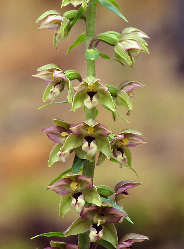 Epipactis helleborine subsp. orbicularis