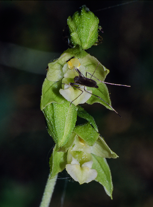 Epipactis helleborine var. minor