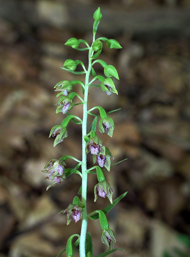 Epipactis leptochila subsp. neglecta
