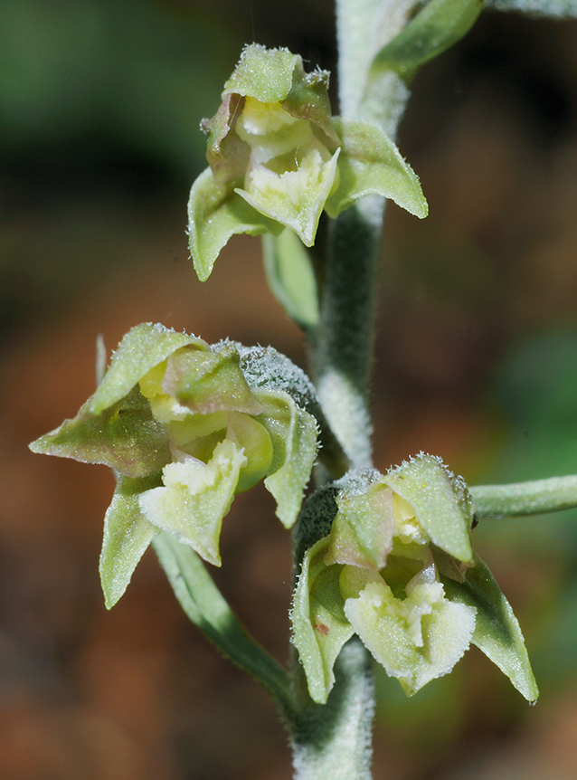 Epipactis microphylla